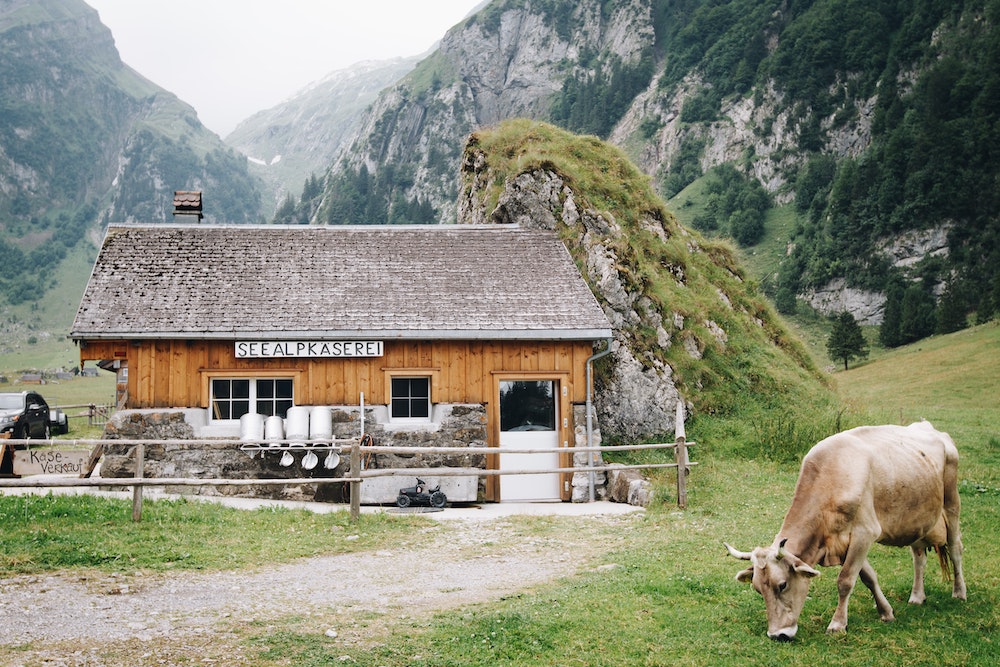 Alpine Cheeses