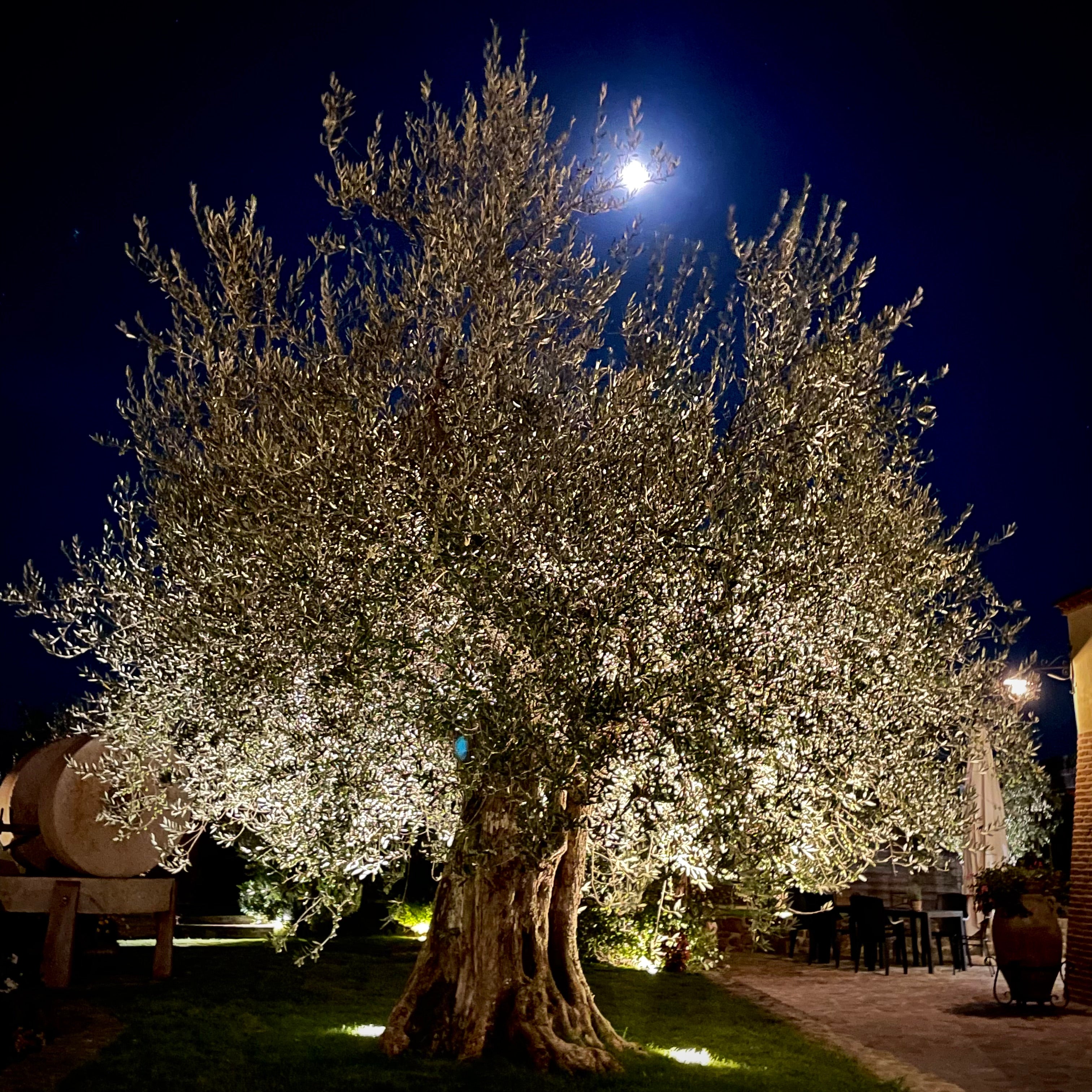 Olive Oil