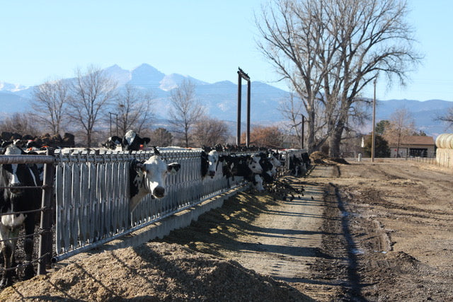 Rocky Mountain Raclette Twin Peaks Creamery
