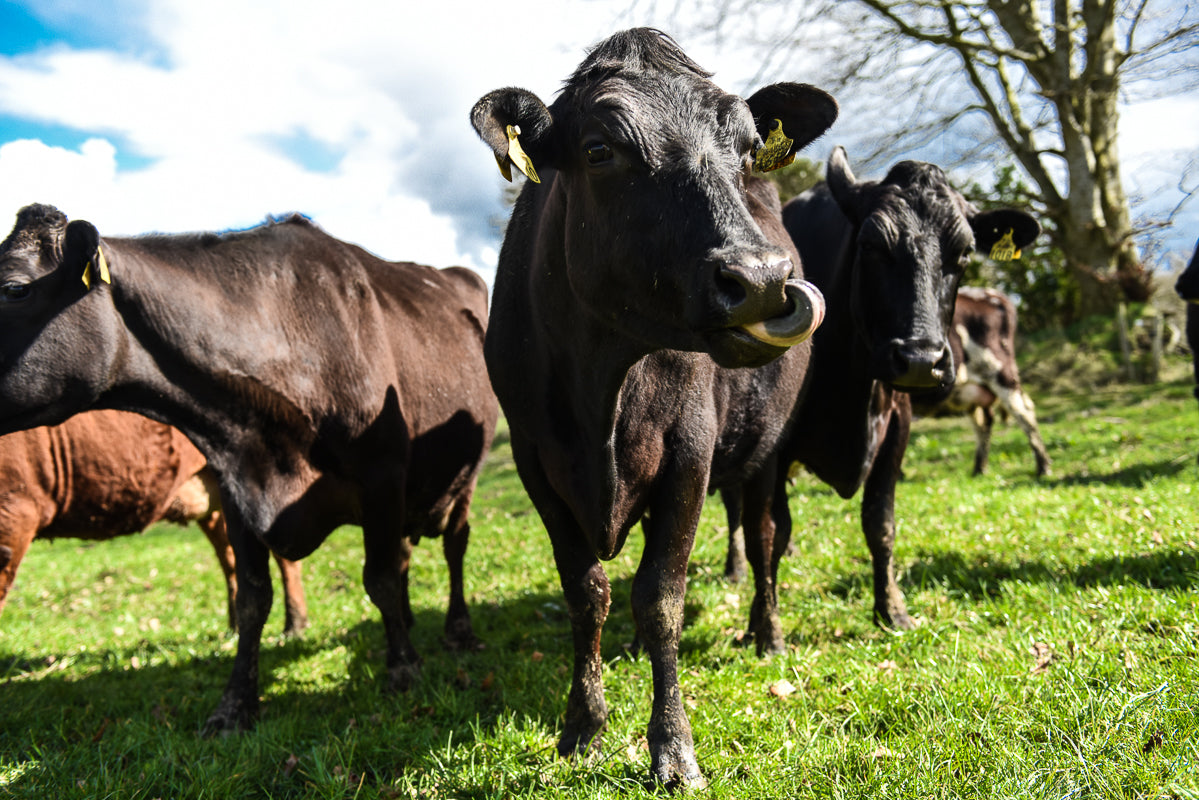Coolattin Mount Leinster Clothbound Cheddar