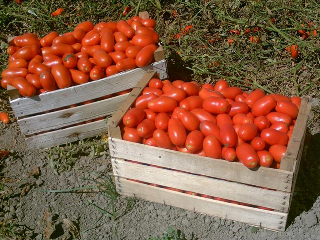 San Marzano Tomatoes 28oz Can