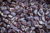 Christmas Lima Bean - Rancho Gordo Beans