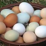 Fresh Pasture Raised Eggs - 1 Dozen