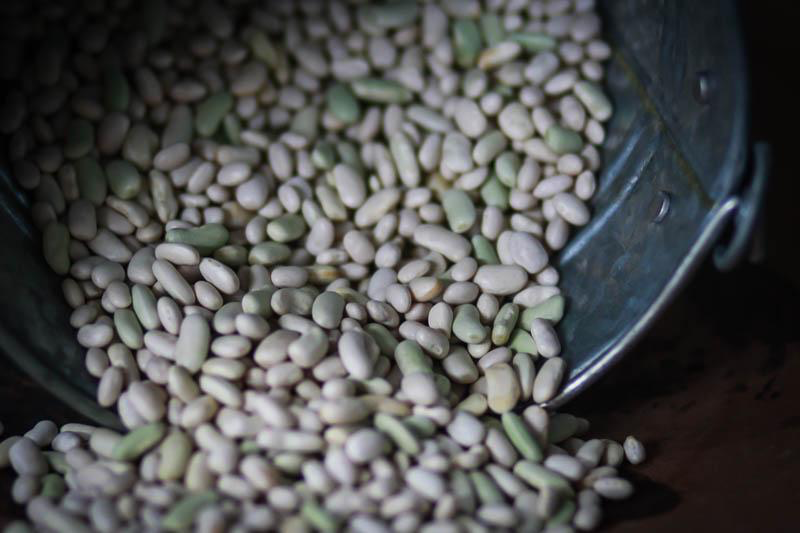 Flageolet Bean Rancho Gordo
