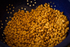 Buckeye (aka Yellow Indian Woman) - Rancho Gordo Beans